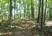 woods1